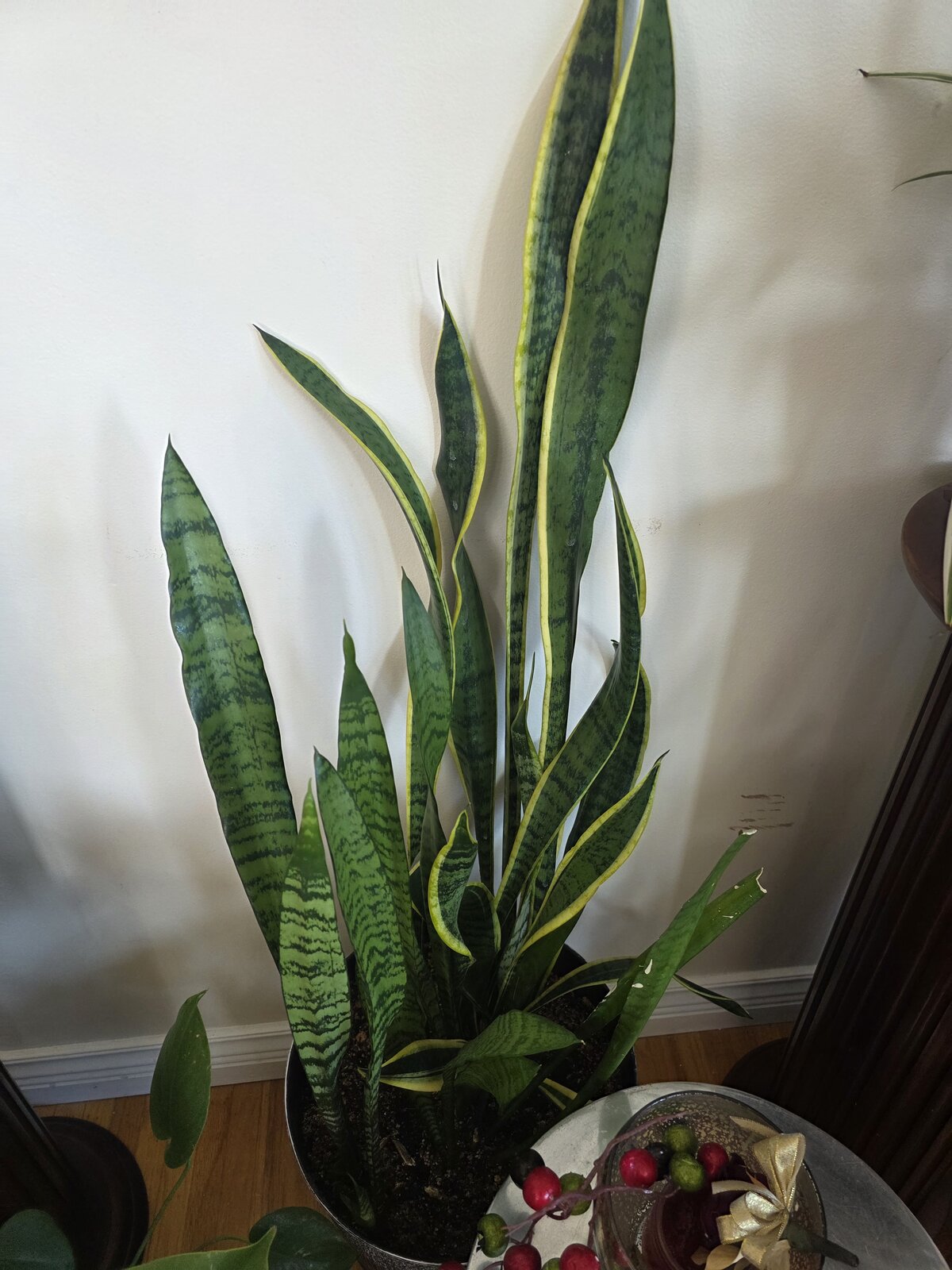 Sansevieria 'Zeylanica'